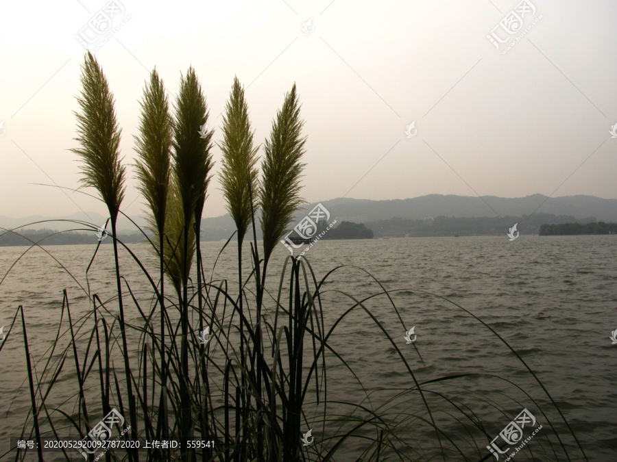 西湖芦苇