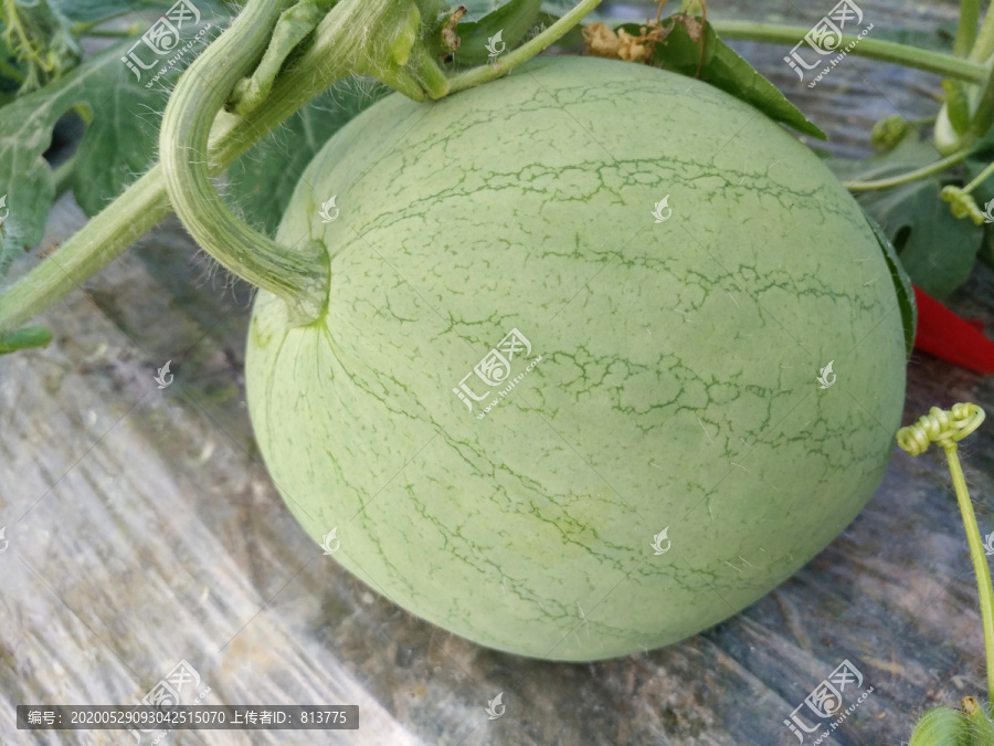 小西瓜素材