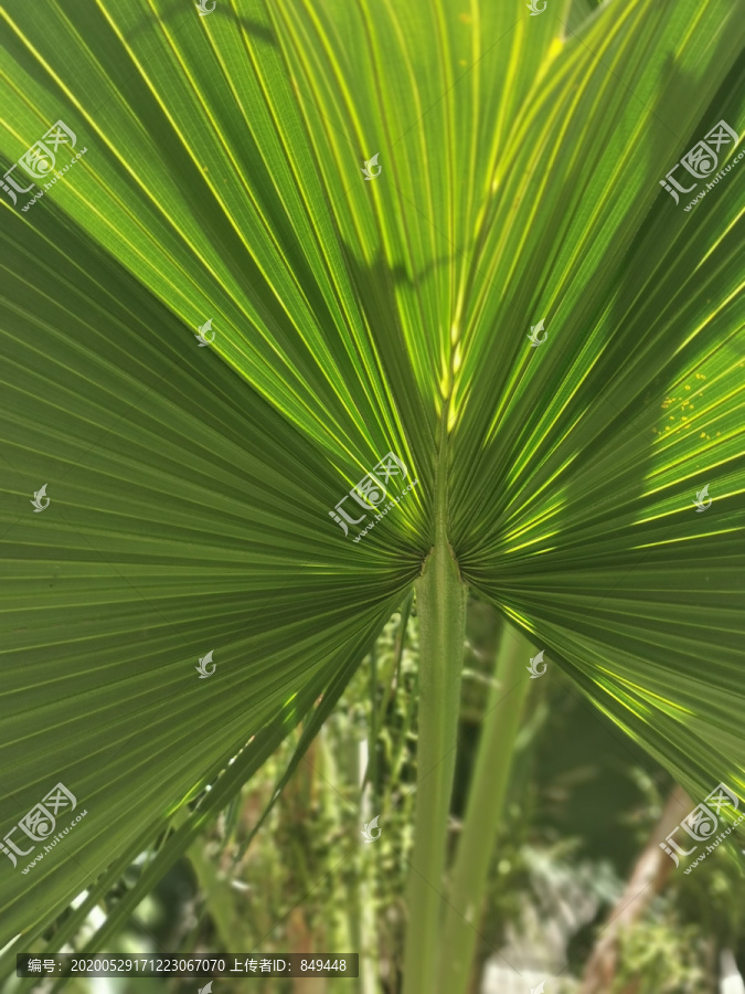 棕榈科