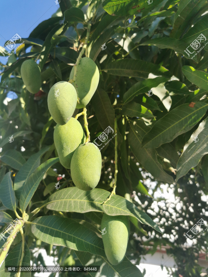 芒果果树