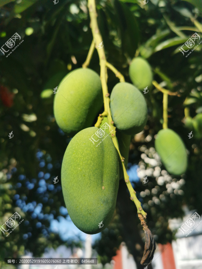 芒果树