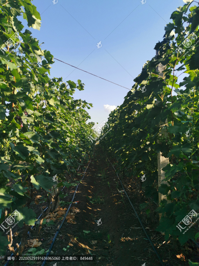 葡萄种植基地