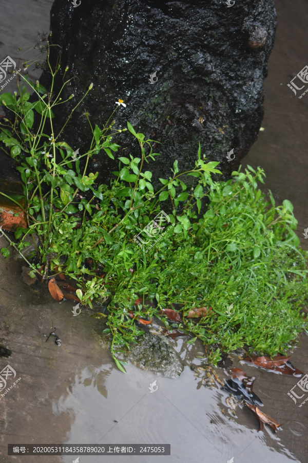 树根小草