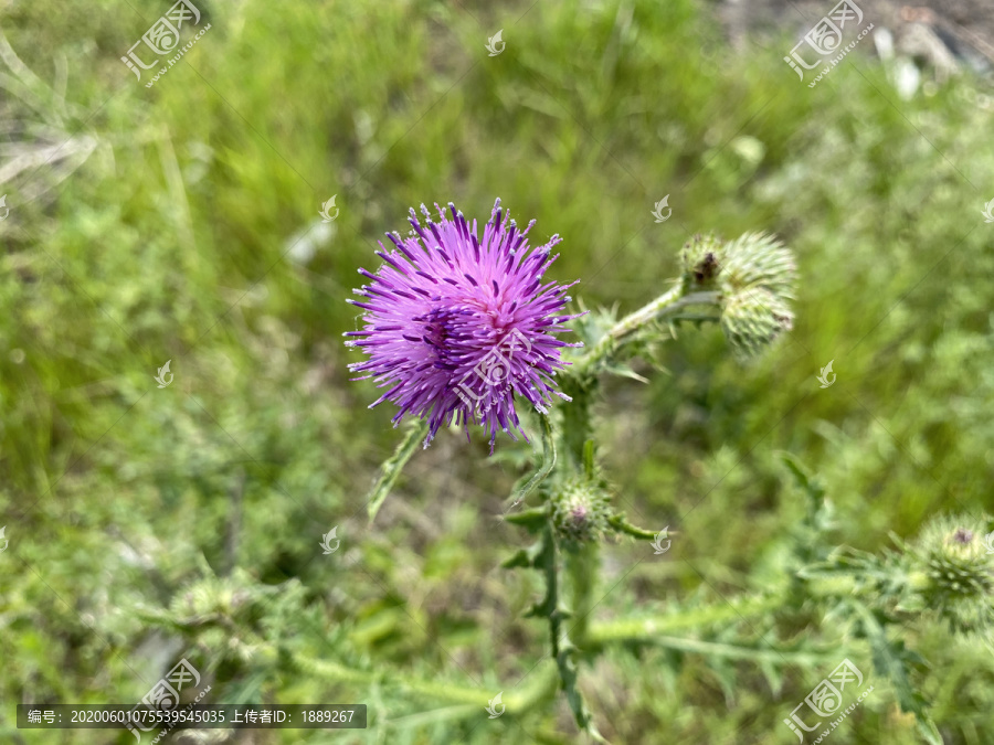 飞廉花