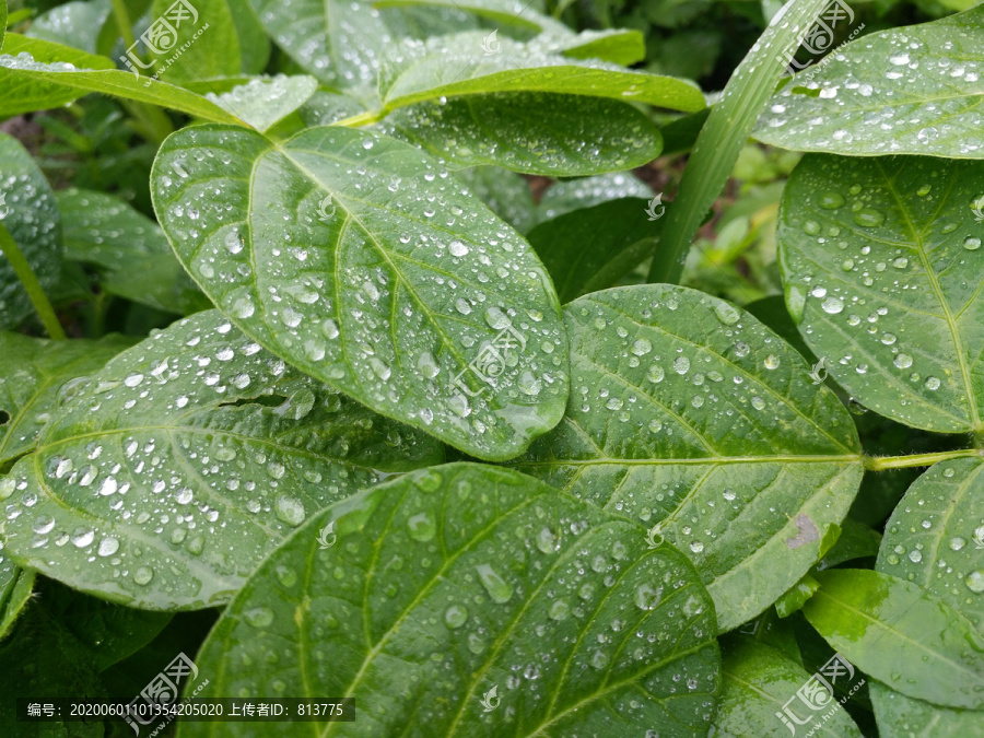 雨天大豆叶