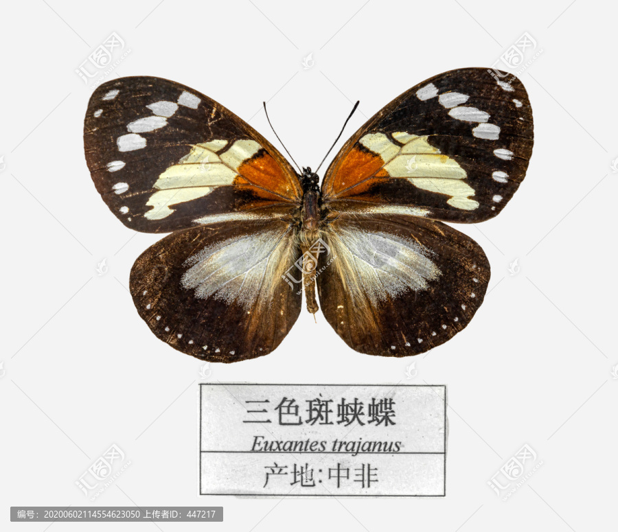 三色斑蛱蝶