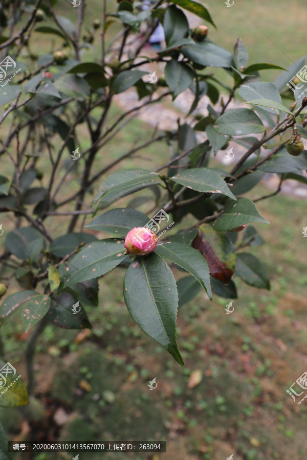 茶花