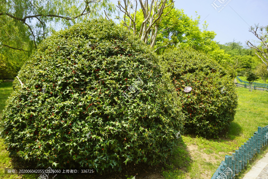 园林植物枸骨球