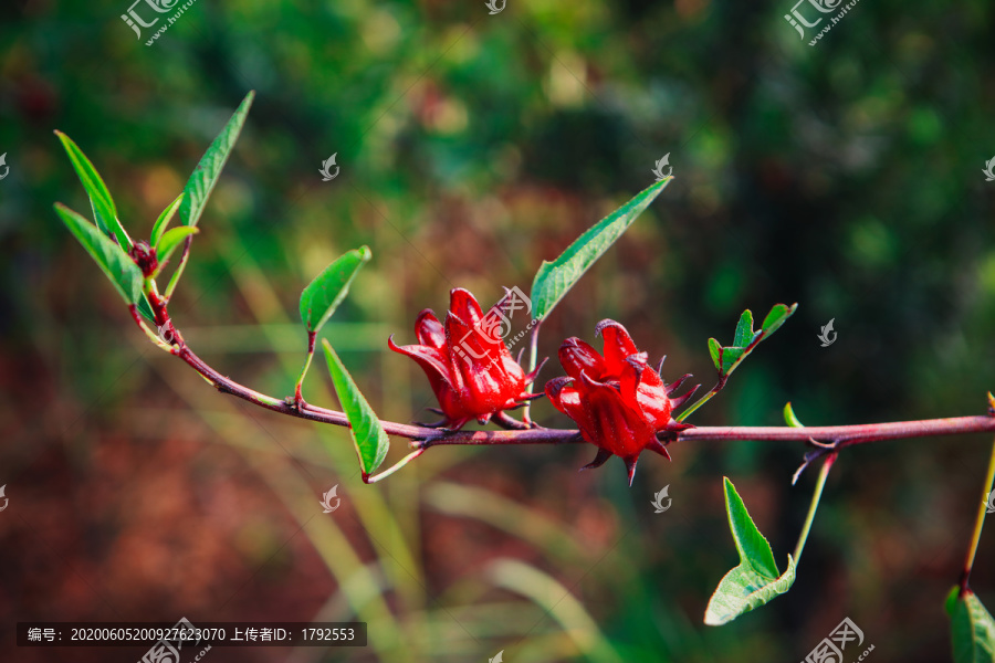 洛神花树