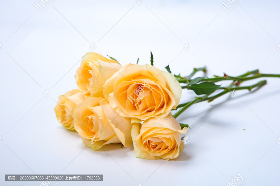 玫瑰花