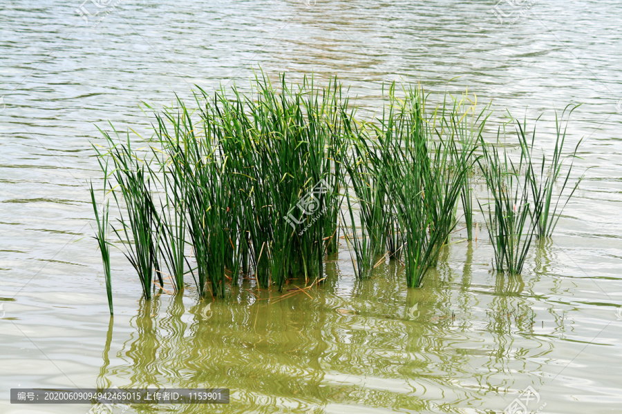 水草