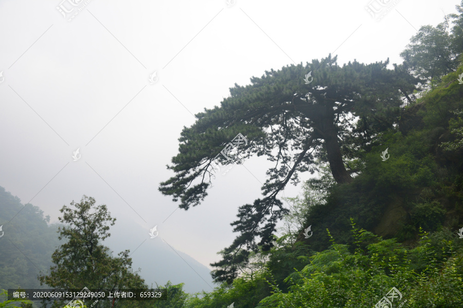 泰山望人松