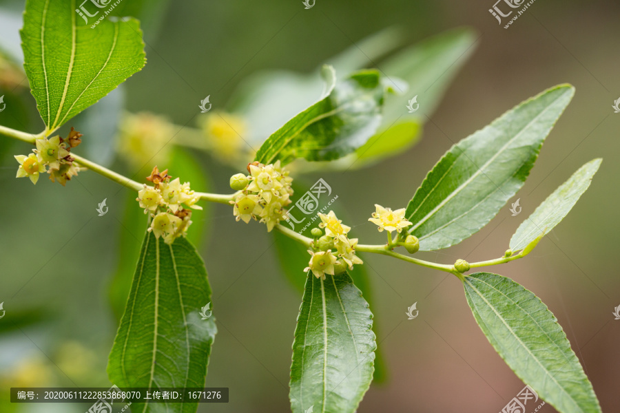 枣花