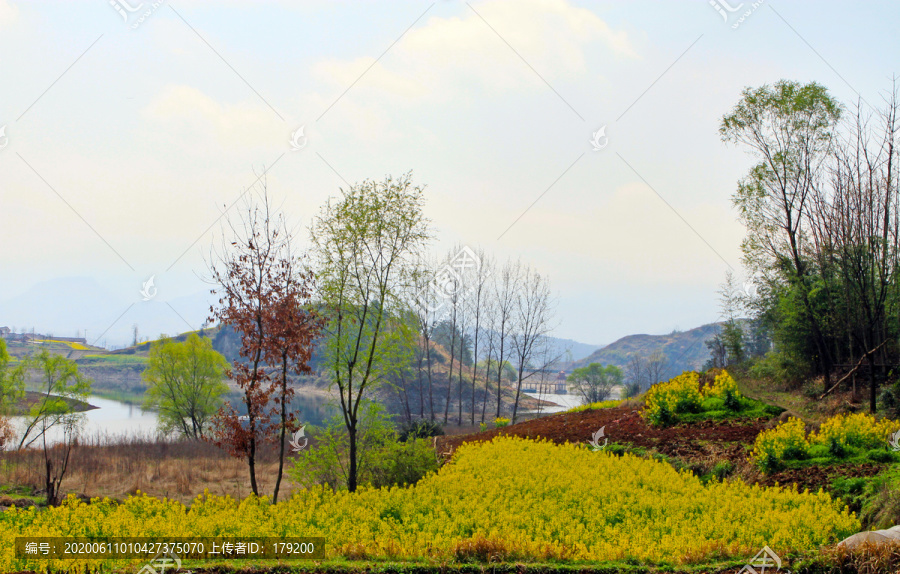 龙坝油菜花Z