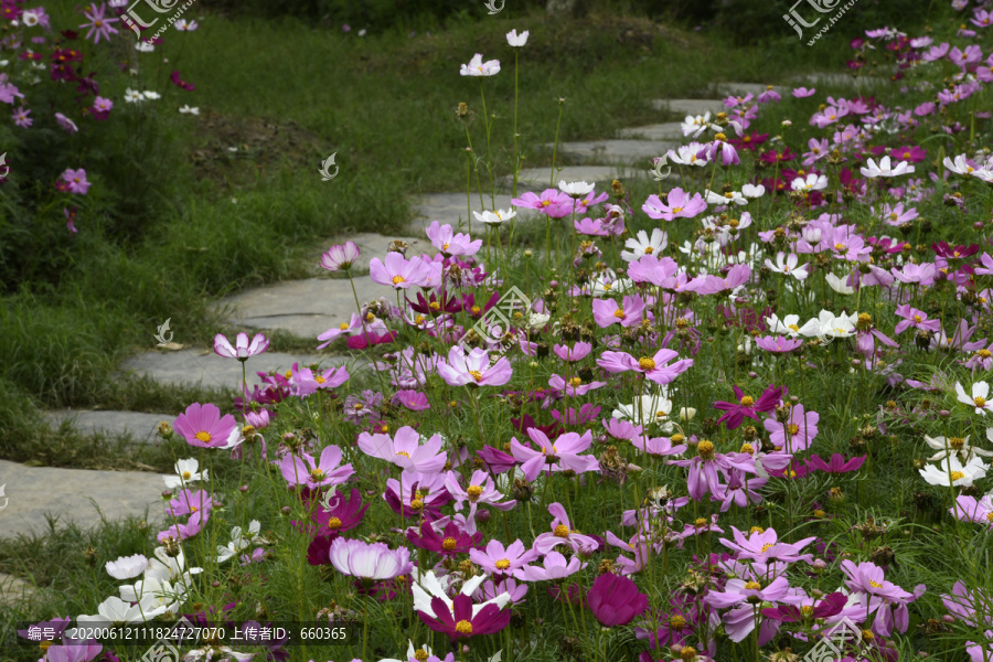 雏菊