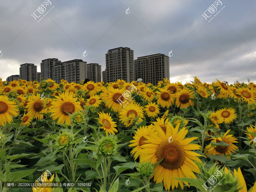 向日葵花海