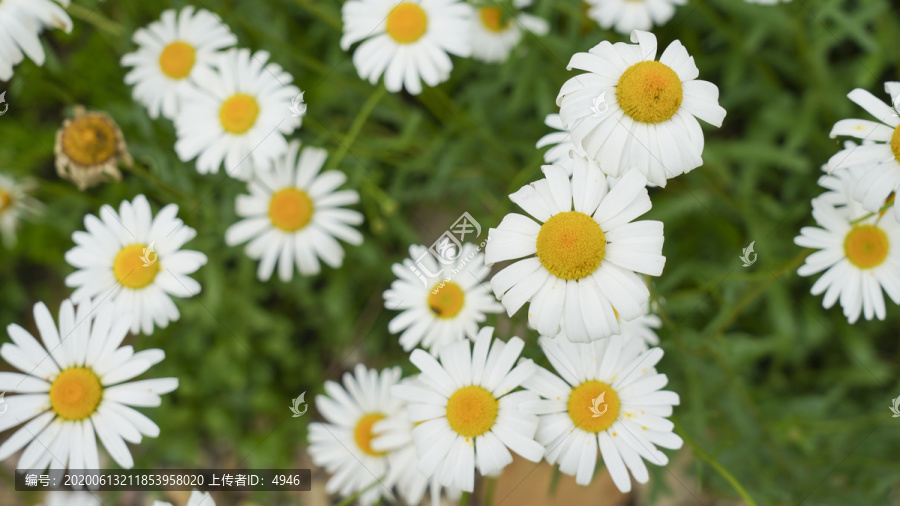 大白菊