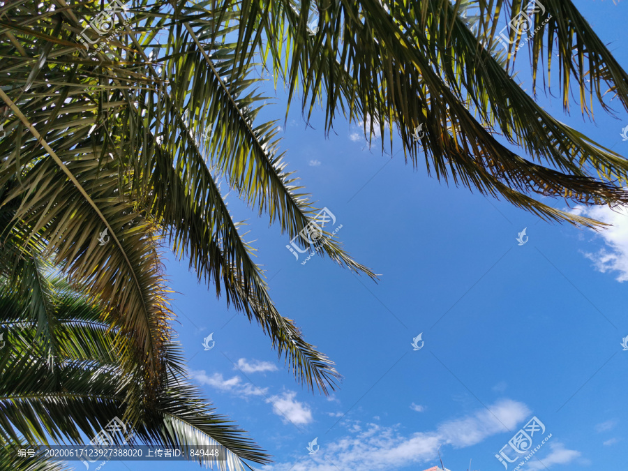 枝叶天空背景