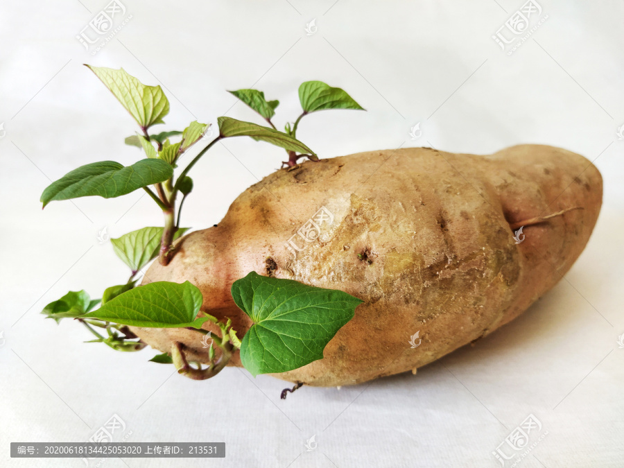 红薯番薯地瓜发芽