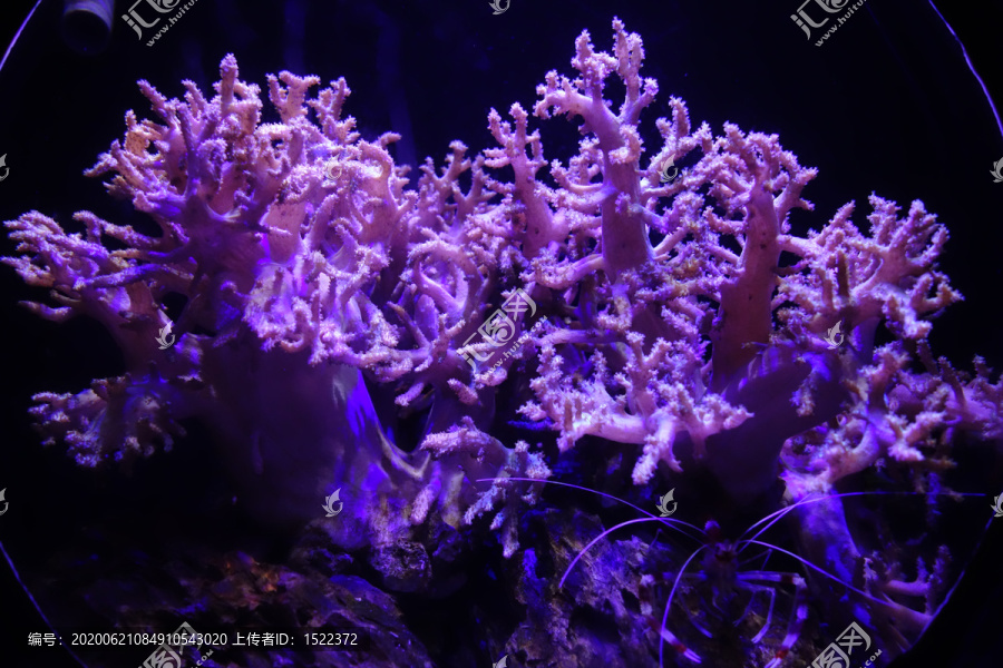 海洋珊瑚