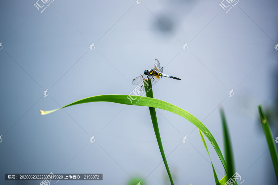 蜻蜓落在水草上