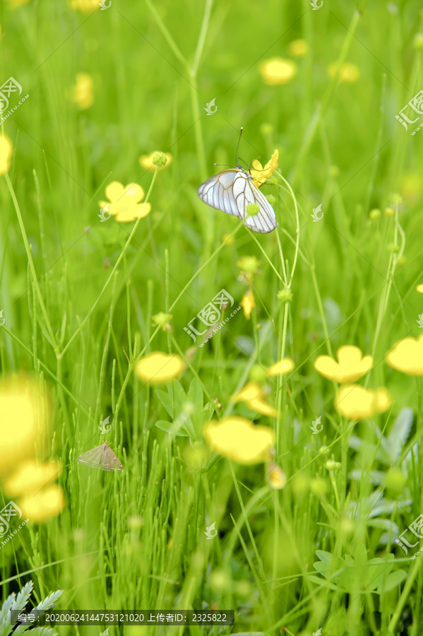 菜粉蝶