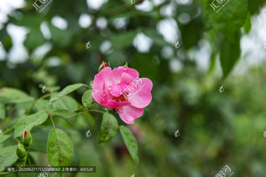 蔷薇玫瑰花月季花