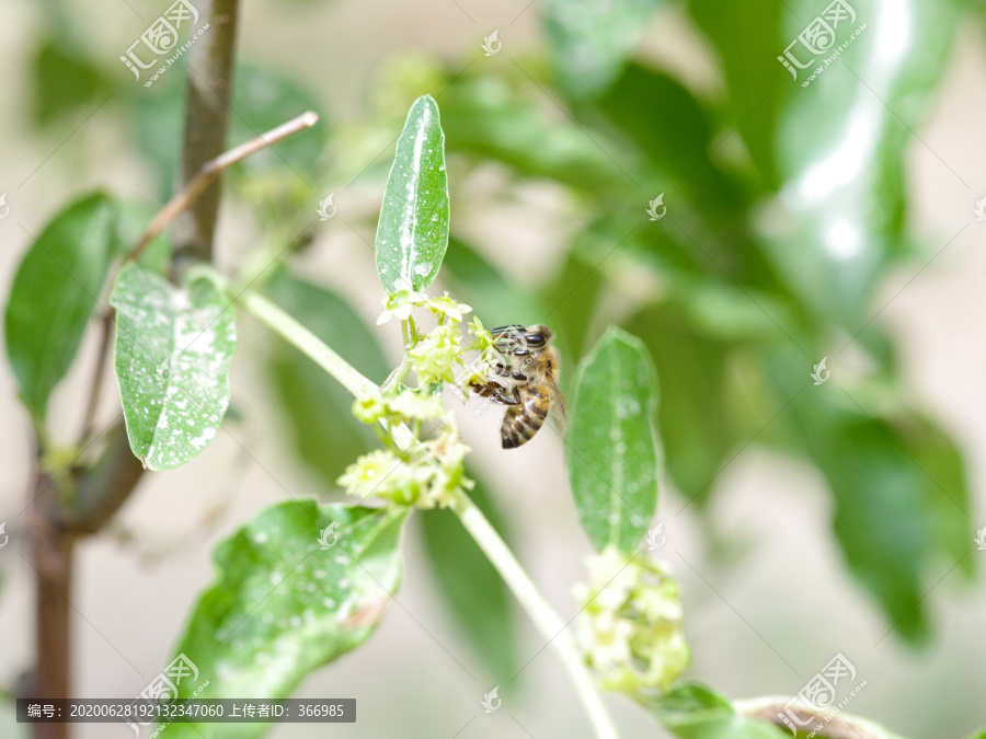 蜂蜜在枣树上采蜜