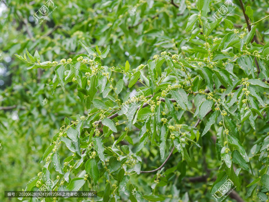 满树的枣花