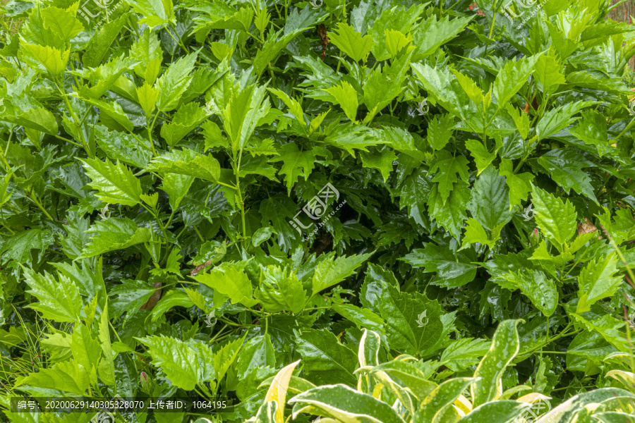 绿植背景墙