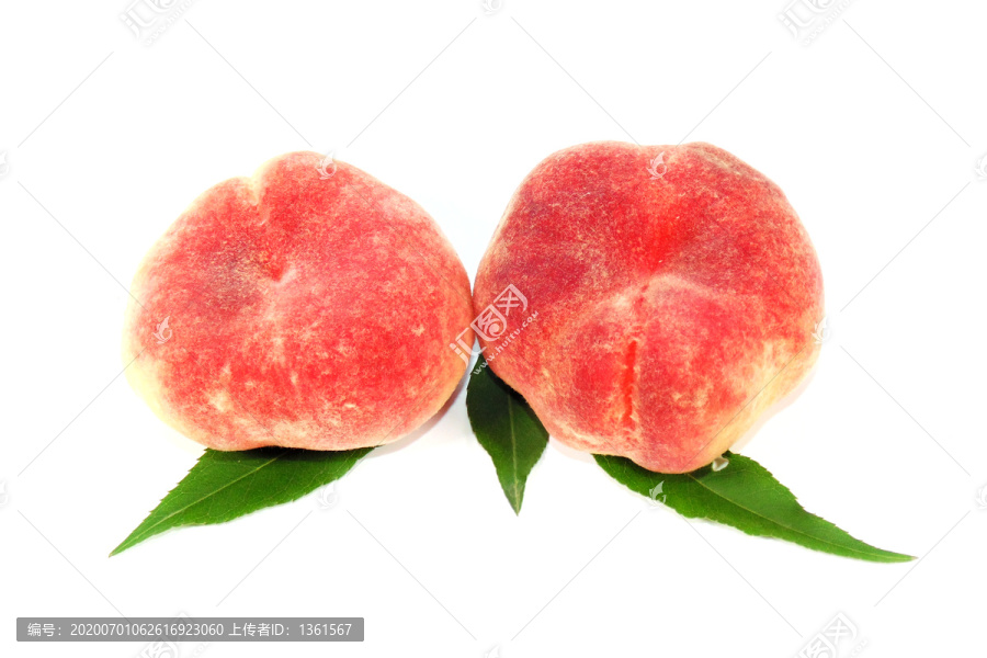 扁桃白底