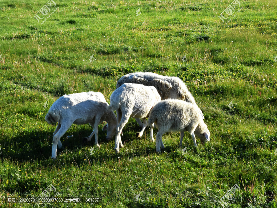 育肥羊生态养殖