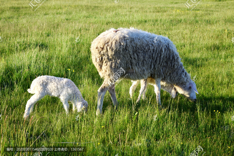 吃草的母羊