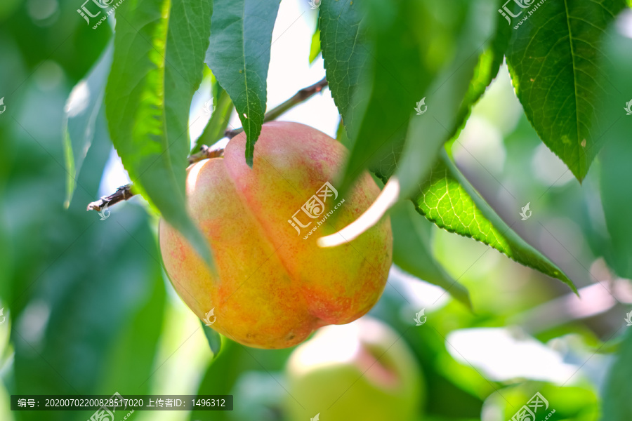 果园里成熟的油桃
