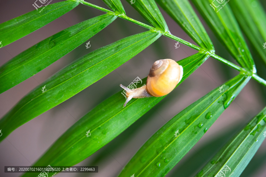 雨后树叶上的蜗牛