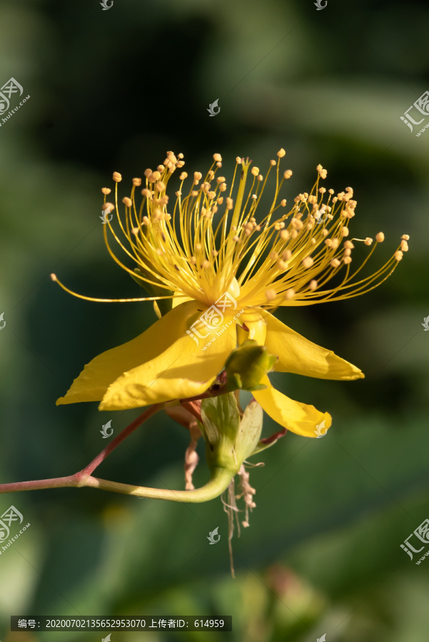 金丝桃花朵花蕊花瓣