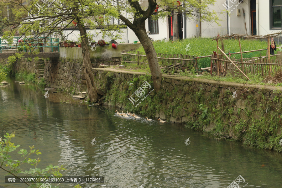 溪水里的一群鸭子