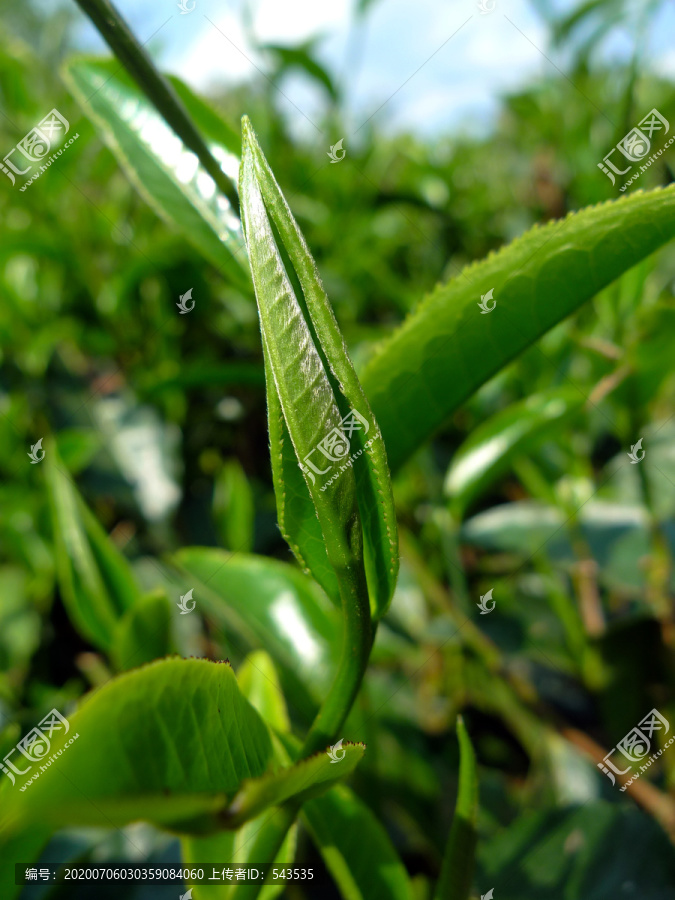 普洱茶鲜叶芽头特写