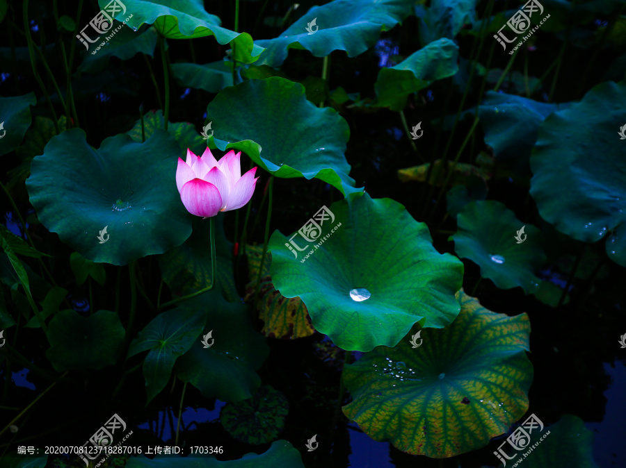 荷花