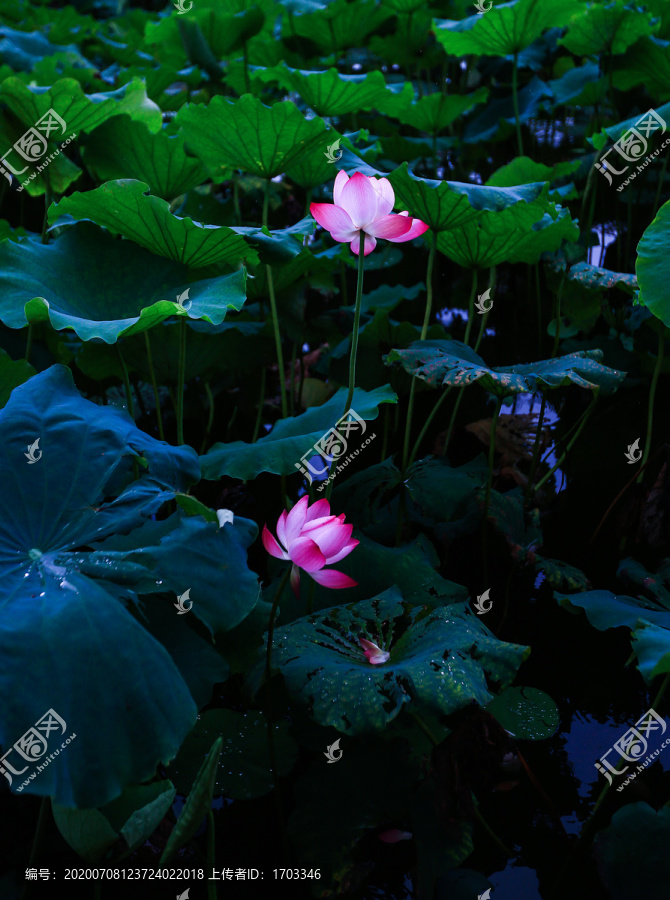 荷花