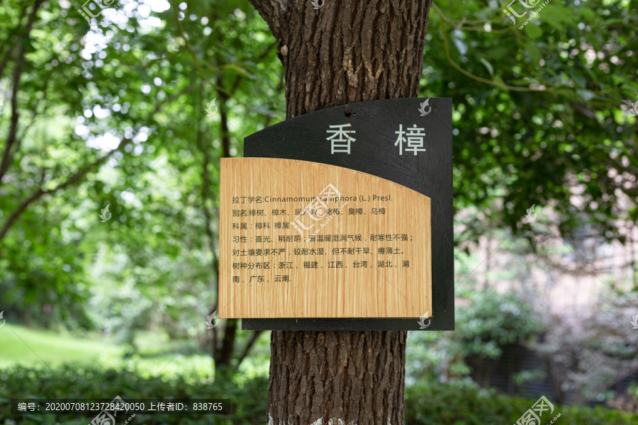 香樟树