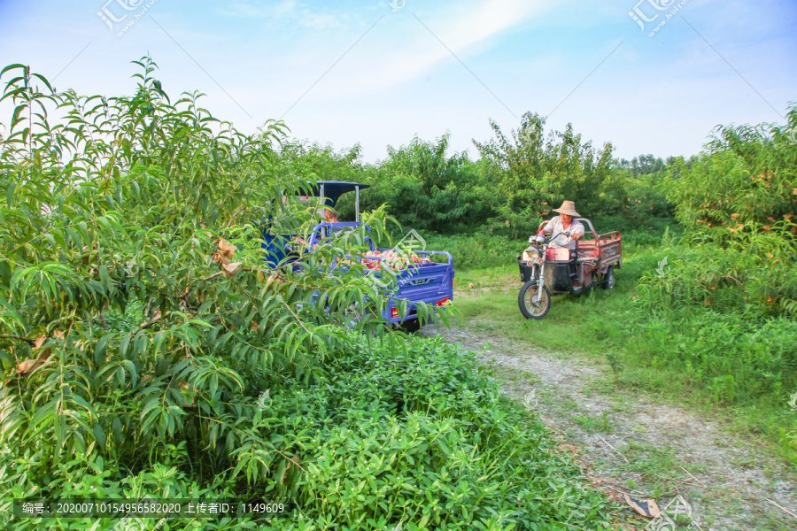 水蜜桃种植基地