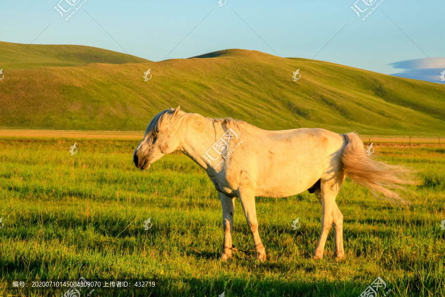 清晨草原一匹白马