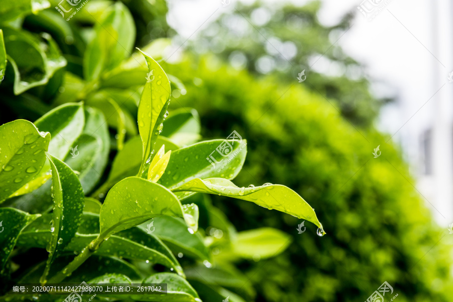 雨后沾满水滴的绿叶