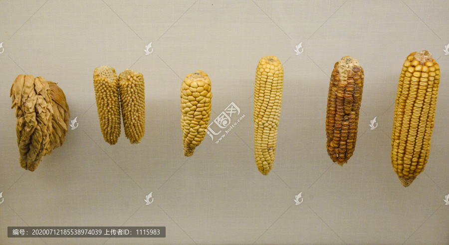 玉米种类