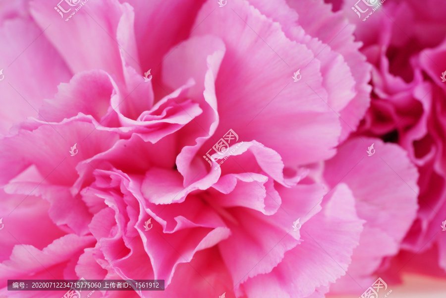 粉红色康乃馨摄影图