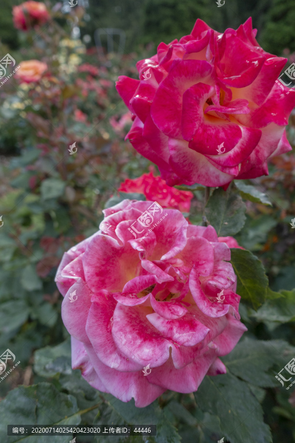 波特兰玫瑰育种园