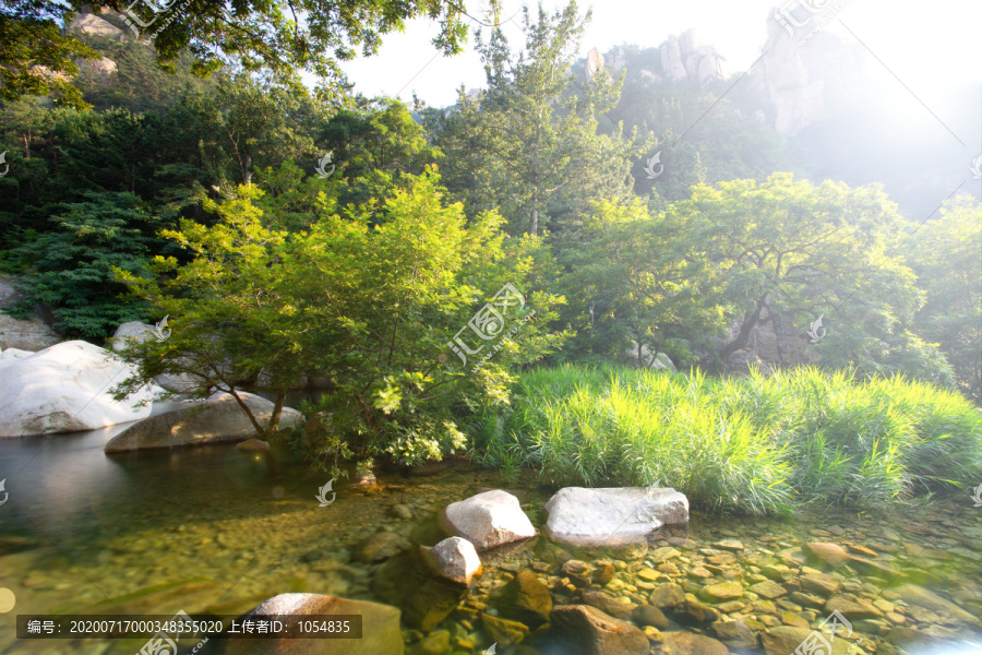 阳光山谷树林