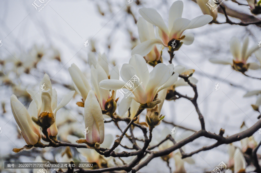 木兰花