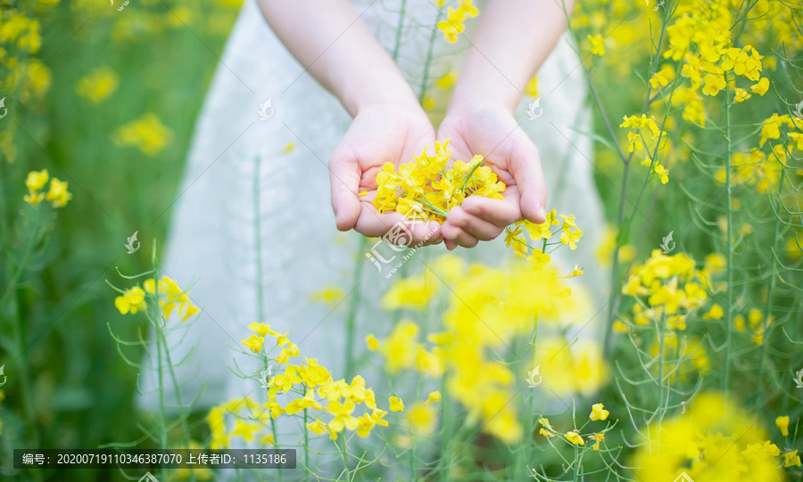 手捧油菜花